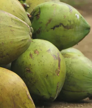 Aubergine africaine, fraîcheur et authenticité à Rennes.