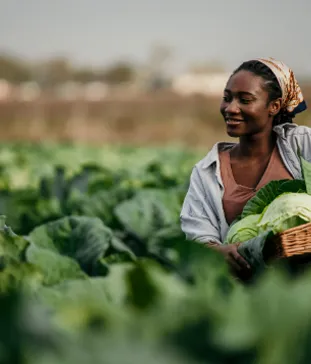 Noix de cajou d'Afrique, croquantes et nutritives à Annecy.