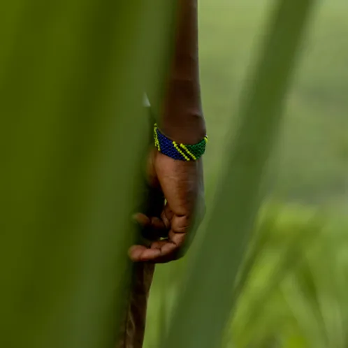 Banane plantain africaine, une source de fibres à Chambéry.